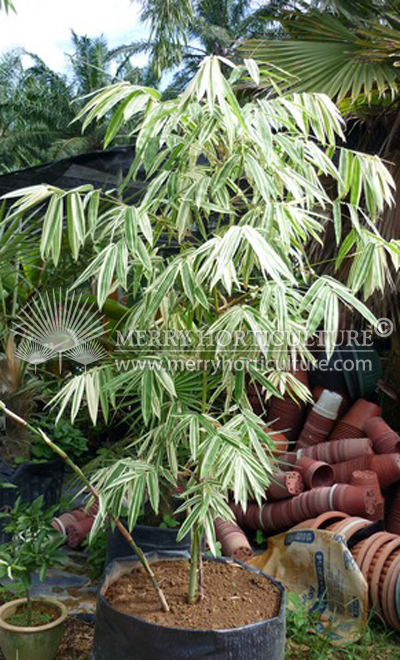 Bamboo Variegated Hybrid spp